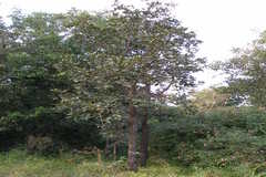 Diospyros melanoxylon